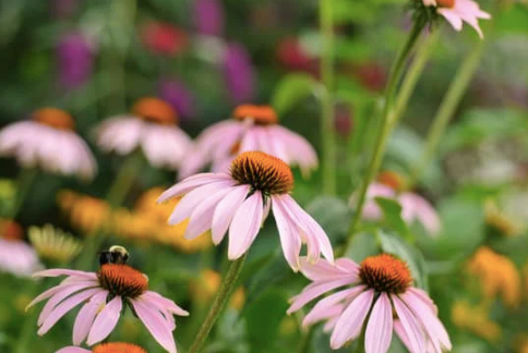 Landscaping Plants for Ohio 