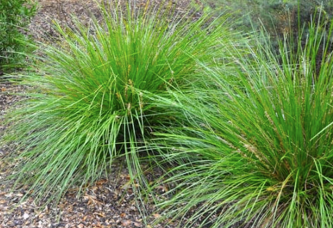 Ornamental Grasses