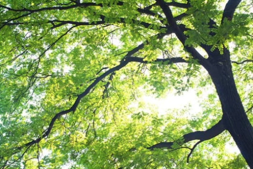 Trees: Long-Term Shade