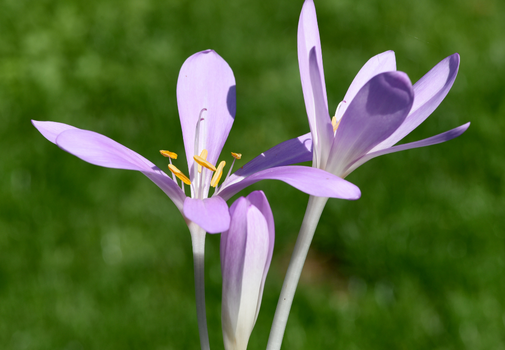 Autumn Crocus