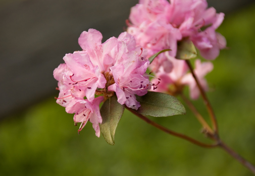Azaleas and Rhododendrons