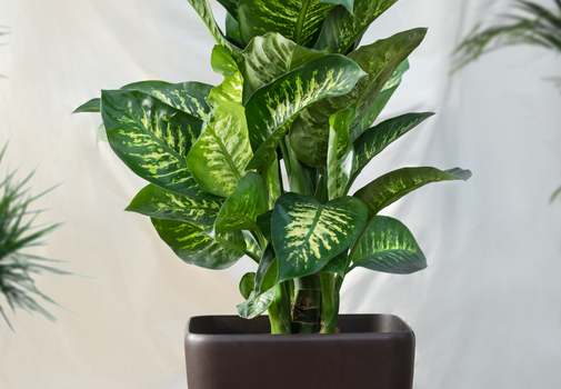 Dieffenbachia