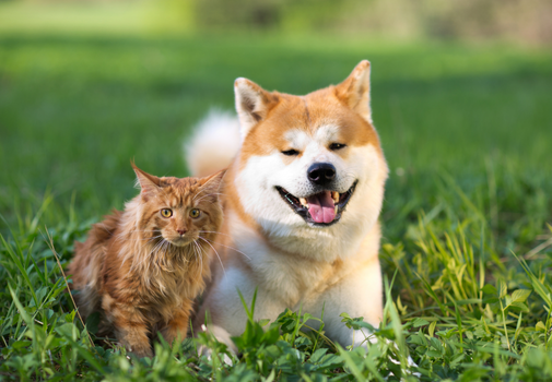 Top 7 Common Poisonous and Toxic Plants to Dogs and Cats