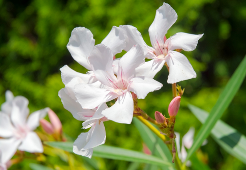 Nerium oleander