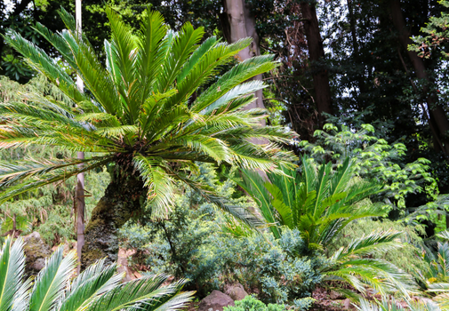 Sago Palm