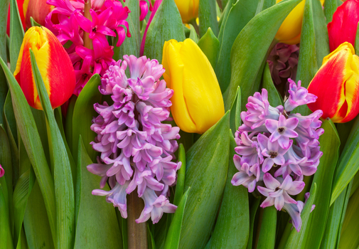 Tulips and Hyacinths