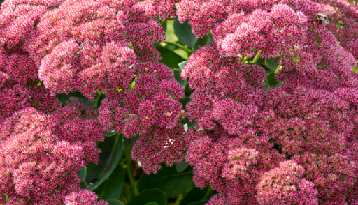 Top 10 Plants for Fall or Autumn in Ohio