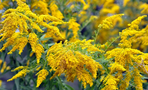 Top 10 Plants for Fall or Autumn in Ohio