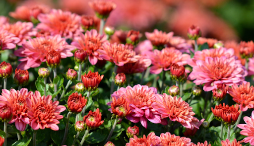 Top 10 Plants for Fall or Autumn in Ohio