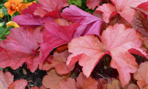 Top 10 Plants for Fall or Autumn in Ohio