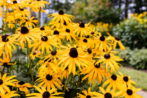 Top 10 Plants for Fall or Autumn in Ohio