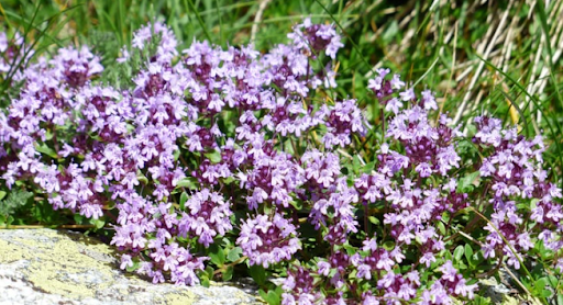 7 Landscaping Ideas For Your House