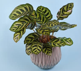 Indoor & Outdoor Plants That Are Safe For Cats and Dogs
