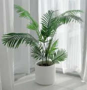 Indoor & Outdoor Plants That Are Safe For Cats and Dogs
