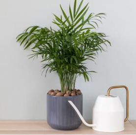 Indoor & Outdoor Plants That Are Safe For Cats and Dogs