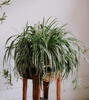 Indoor & Outdoor Plants That Are Safe For Cats and Dogs
