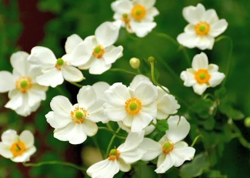 Top 10 Plants for Fall or Autumn in Ohio