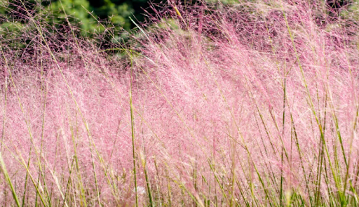 Top 10 Plants for Fall or Autumn in Ohio