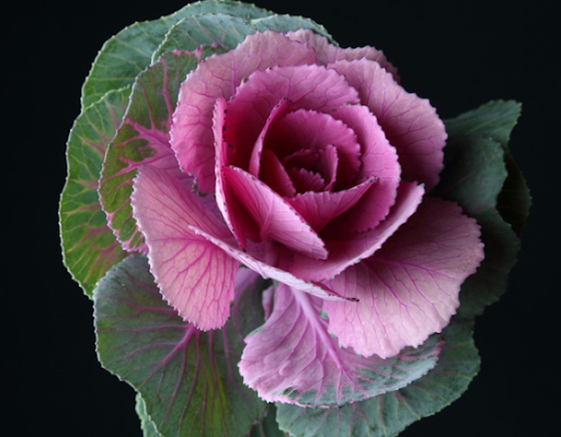 Top 10 Plants for Fall or Autumn in Ohio