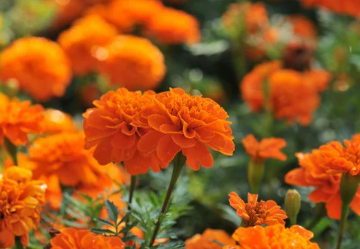Indoor & Outdoor Plants That Are Safe For Cats and Dogs