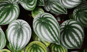 Indoor & Outdoor Plants That Are Safe For Cats and Dogs