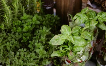 Indoor & Outdoor Plants That Are Safe For Cats and Dogs