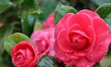 Indoor & Outdoor Plants That Are Safe For Cats and Dogs