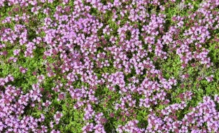 Indoor & Outdoor Plants That Are Safe For Cats and Dogs