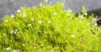 Indoor & Outdoor Plants That Are Safe For Cats and Dogs
