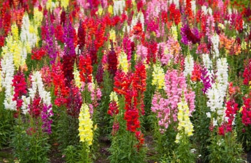Indoor & Outdoor Plants That Are Safe For Cats and Dogs