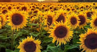 Indoor & Outdoor Plants That Are Safe For Cats and Dogs