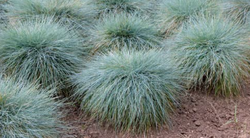 Indoor & Outdoor Plants That Are Safe For Cats and Dogs
