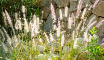 Indoor & Outdoor Plants That Are Safe For Cats and Dogs