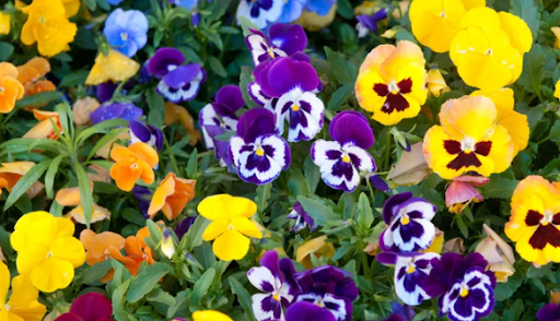 Top 10 Plants for Fall or Autumn in Ohio