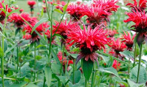 7 Landscaping Ideas For Your House