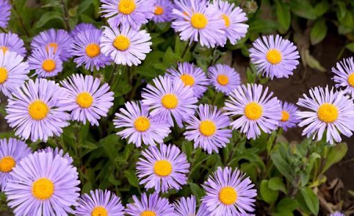 Top 10 Plants for Fall or Autumn in Ohio