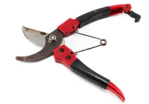 Top 7 Shrub Pruning Dos and Don'ts