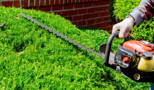 Top 7 Shrub Pruning Dos and Don'ts