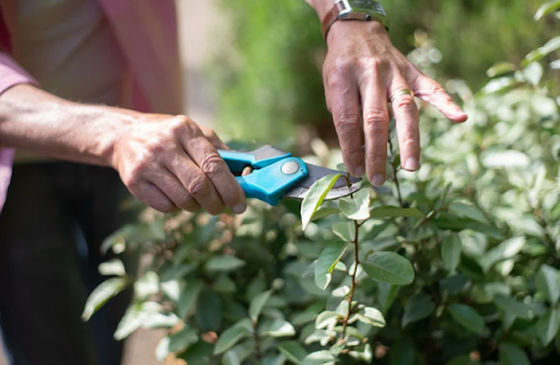 Top 7 Shrub Pruning Dos and Don’ts