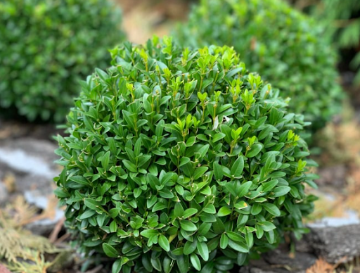 7 Landscaping Ideas For Your House