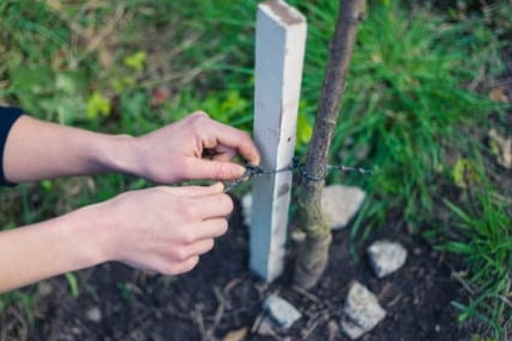 Top 7 Tree and Bed Planting Dos and Don'ts